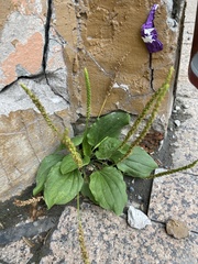 Plantago major
