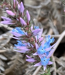 Andersonia caerulea