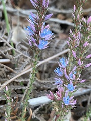Andersonia caerulea