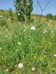 Scabiosa ochroleuca