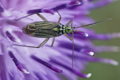 Oncotylus viridiflavus