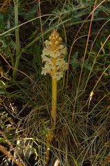 Orobanche artemisiae-campestris