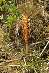 Orobanche artemisiae-campestris