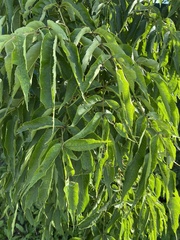Fraxinus mandshurica