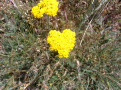Achillea tomentosa