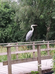 Ardea cinerea