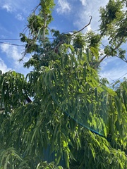 Fraxinus mandshurica
