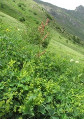Rumex arifolius