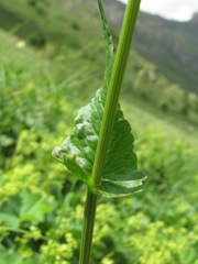 Rumex arifolius