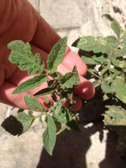 Solanum lycopersicum