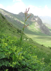 Rumex arifolius