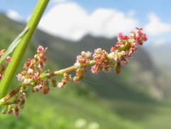 Rumex arifolius