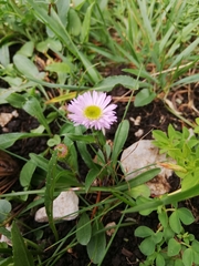 Erigeron glabratus