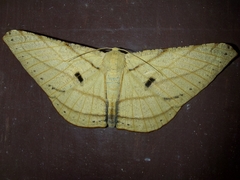 Dalima patularia