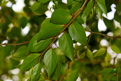 Schoepfia jasminodora