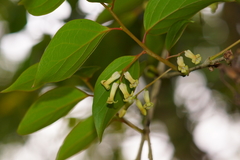 Schoepfia jasminodora
