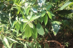 Oreocnide frutescens