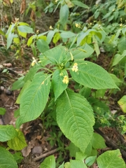 Impatiens parviflora