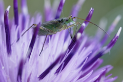 Oncotylus viridiflavus