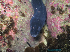 Conger verreauxi