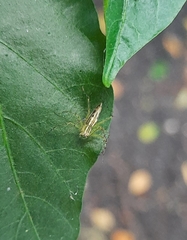 Oxyopes lineatipes