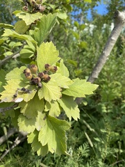 Crataegus maximowiczii