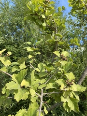 Crataegus maximowiczii