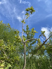 Crataegus maximowiczii