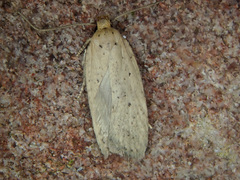 Agonopterix rotundella