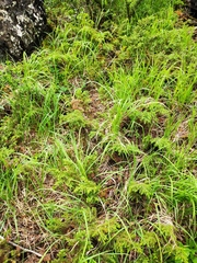 Juniperus communis saxatilis