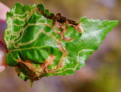 Agromyza alnibetulae