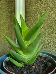 Aloe juvenna