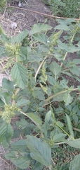Amaranthus retroflexus
