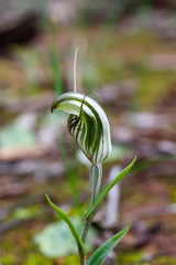 Pterostylis scabra