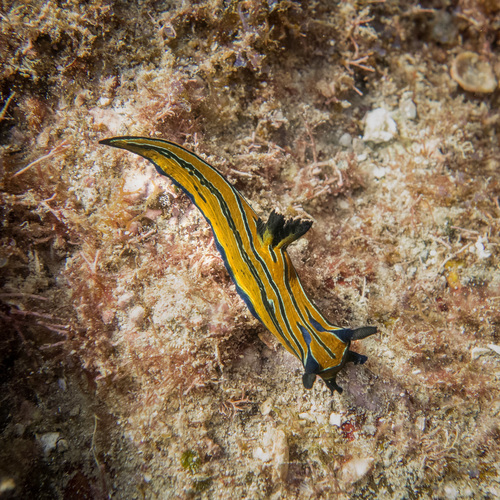 Tyrannodoris tigris
