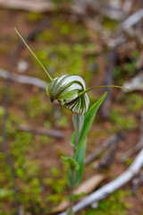 Pterostylis scabra