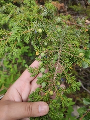 Juniperus communis saxatilis