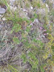 Juniperus sabina