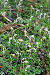 Pterostylis scabra