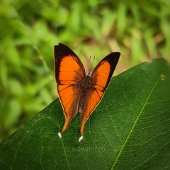 Loxura atymnus