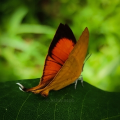 Loxura atymnus