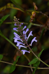 Scutellaria playfairii