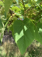 Paulownia tomentosa