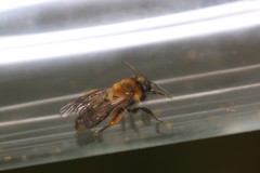 Andrena bicolor