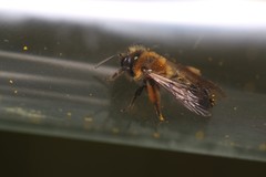 Andrena bicolor