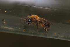 Andrena bicolor
