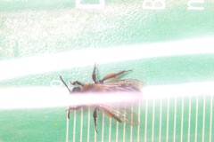 Andrena bicolor
