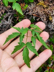 Clematis alpina sibirica