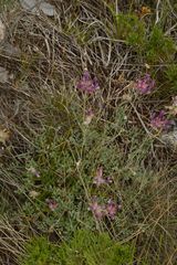 Astragalus vesicarius