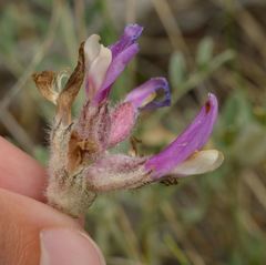 Astragalus vesicarius